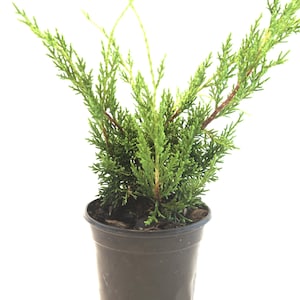 May include: A small evergreen plant in a black plastic pot. The plant has vibrant green, needle-like foliage and thin, brown stems. The pot is filled with dark soil. The plant is set against a plain white background.