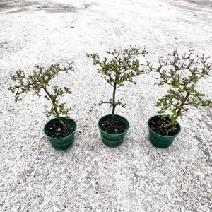 May include: Three small bonsai trees in green plastic pots. The trees have thin, brown trunks and branches with small green leaves. The pots are filled with dark soil. The background is a light gray, textured surface.