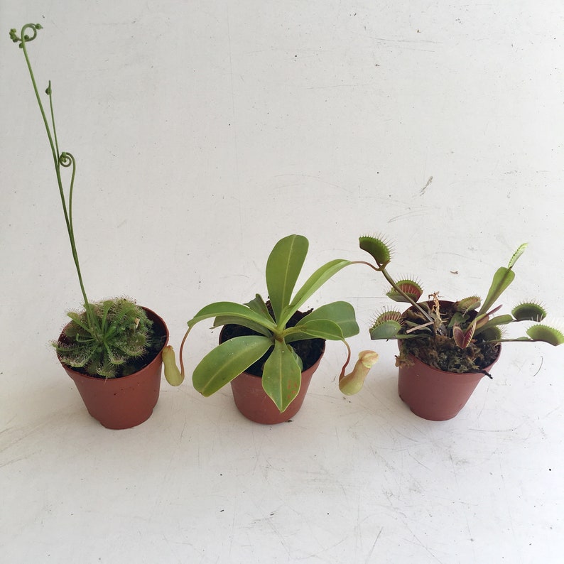 Baby Carnivorous Asian Pitcher plant Venus Fly Trap or