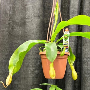 May include: A hanging potted plant with long, vibrant green leaves and several yellow pitcher-shaped structures. The plant is in a brown pot suspended by a woven cord. A small tag with text is visible.