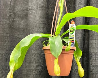 Nepenthes Carnivorous Asian Pitcher Plant in 4" Pot
