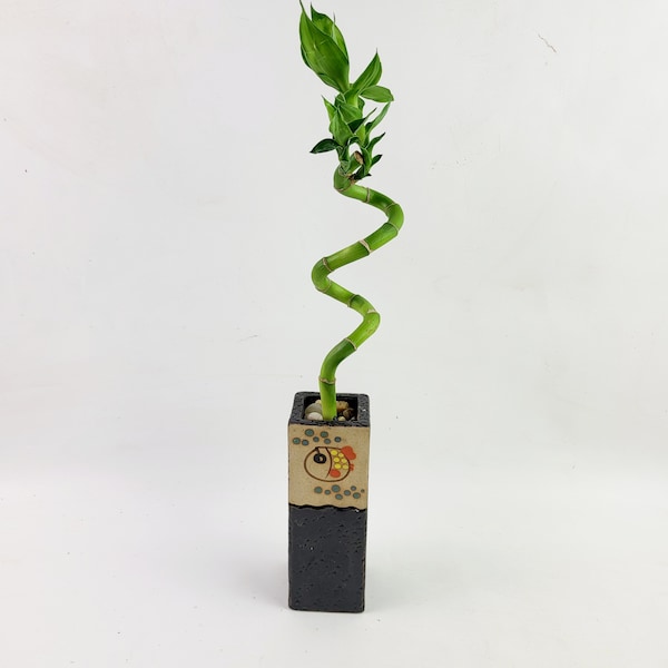 Indoor plant Lucky Bamboo in a handmade fish Pot, planter, wedding deco, Housewarming Unique birthday holiday gift