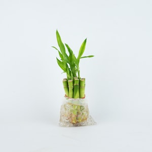indoor plant Lucky Bamboo, 4&quot; straight stalks, wedding favor, shower, group of 10, 20, 30 housewarming holiday birthday gift