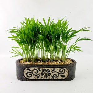Floral Planter with Potted House Plants - Coffee Parlor Palm Polka Dot Lucky Bamboo and Fern - Unique Gift for Plant Lovers