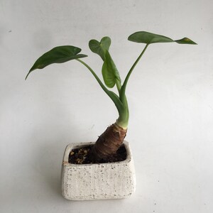 May include: A small potted plant with large, green leaves. The plant has a thick, brown stem and is planted in a square, textured, off-white pot. The leaves are a vibrant green color.