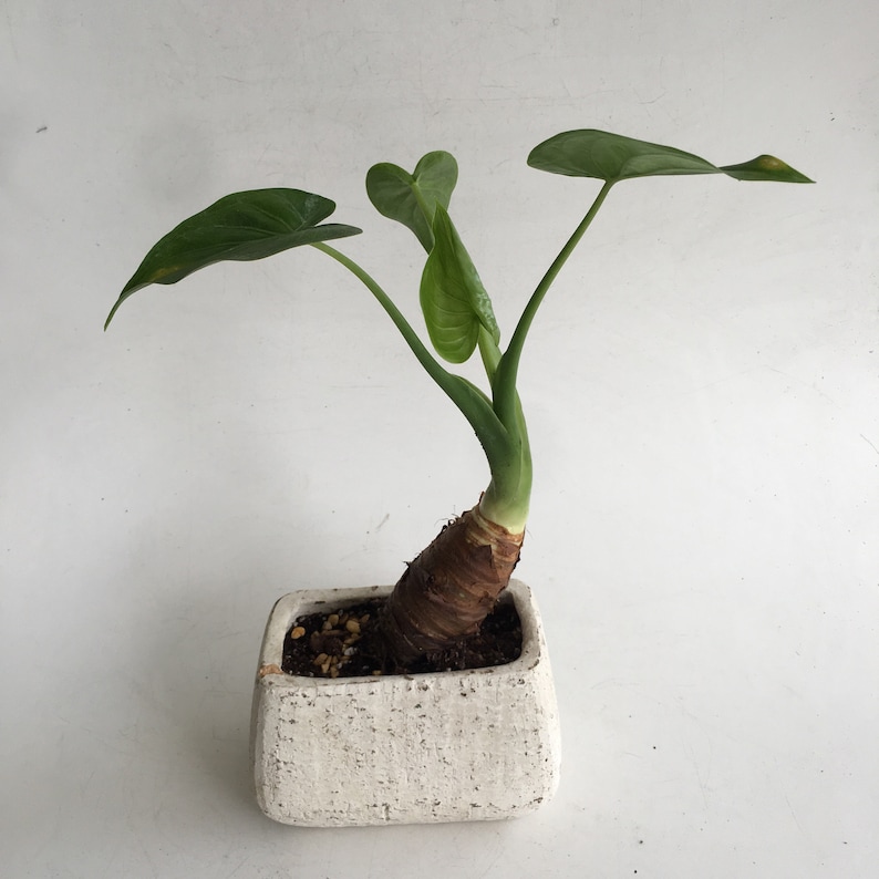 May include: A small potted plant with large, green leaves. The plant has a thick, brown stem and is planted in a square, textured, off-white pot. The leaves are a vibrant green color.