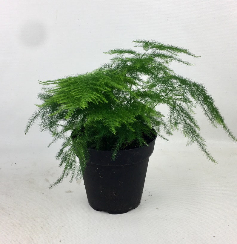 Asparagus fern indoor plant in 4 grow pot easy care Etsy