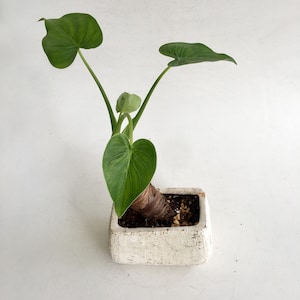 May include: A potted plant with large, heart-shaped green leaves. The plant is in a square, off-white, textured pot. The plant's stem is thick and brown, and the leaves have prominent veins.
