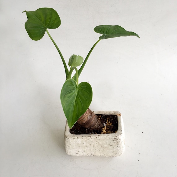 Rare Buddha's Hand Alocasia Plant in White Stucco Pot