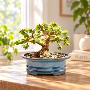 May include: A small bonsai tree with light green, rounded leaves and a textured brown trunk, planted in a round, glossy blue ceramic pot. The soil surface is covered with small white pebbles, and the tree has a wide, branching structure.