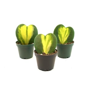 Variegated Hoya Kerrii Heart Flame Succulent - Set of Five