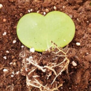 May include: A single heart-shaped succulent leaf with a light green color is planted in brown soil. The leaf is partially buried in the soil, and the roots are visible.