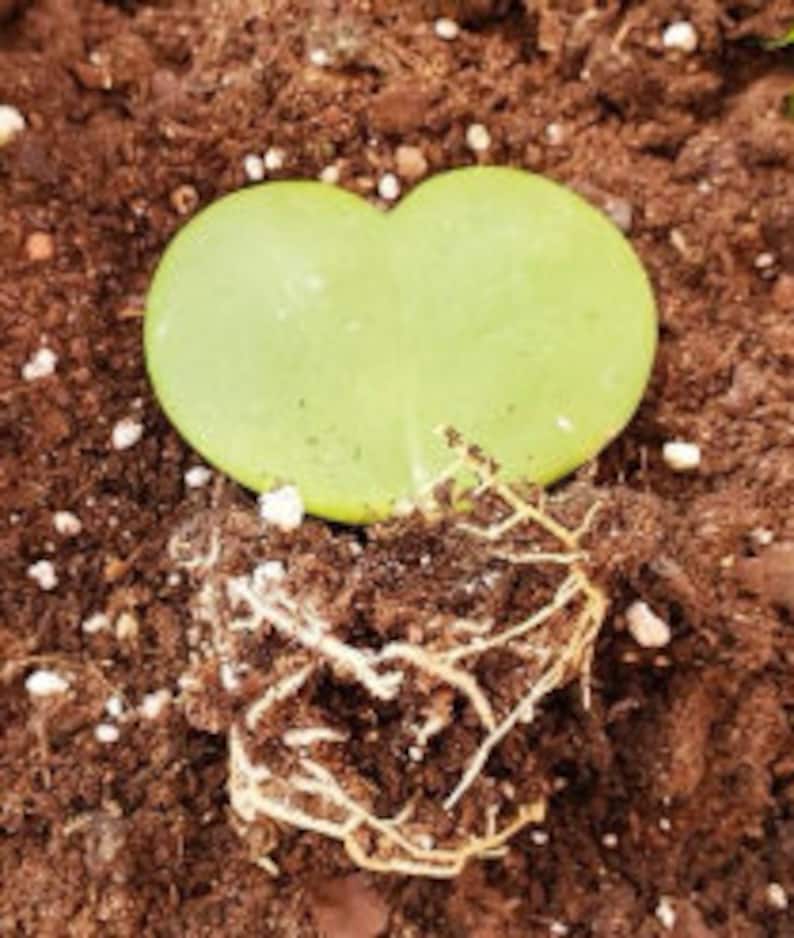 May include: A single heart-shaped succulent leaf with a light green color is planted in brown soil. The leaf is partially buried in the soil, and the roots are visible.