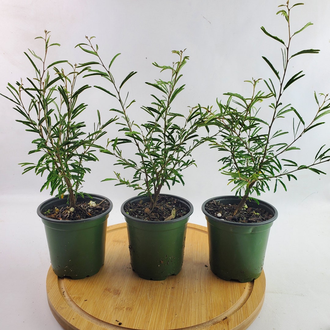 Dwarf Pink Powder Puff Live Pre Bonsai in 4 Grow Pot 'calliandra