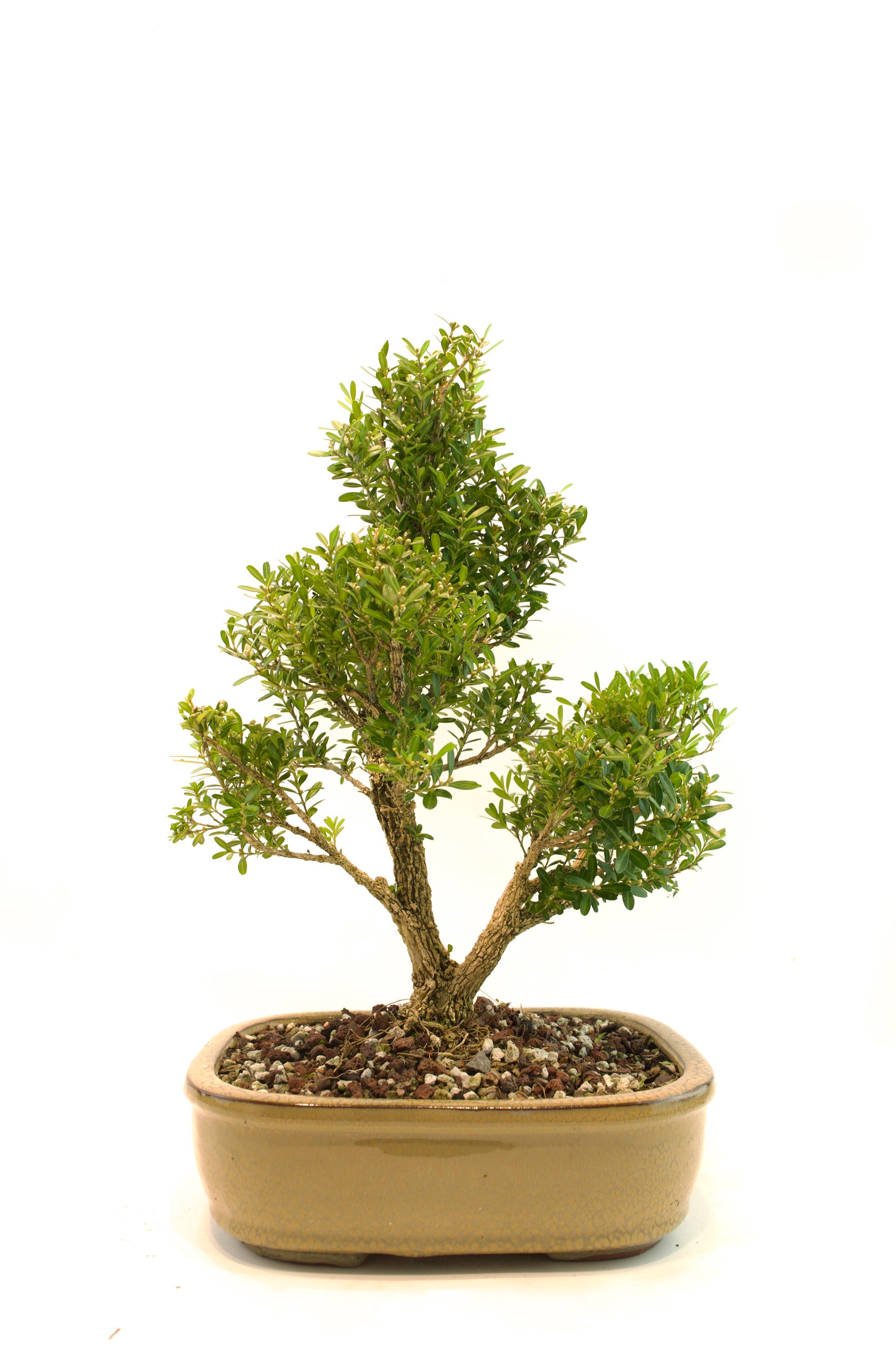 chinese ligustrum bonsai Flowering Ligustrum Bonsai Tree main image 1