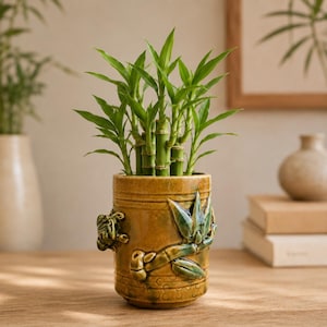May include: A cylindrical ceramic planter with a mustard yellow glaze and a raised relief design of green bamboo stalks. The planter holds a cluster of green lucky bamboo stems with vibrant leaves extending from the top of the vessel.