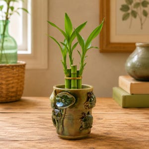 May include: A lucky bamboo plant with three green stalks held together by a gold-colored ring, potted in a cylindrical ceramic planter. The planter features a glossy olive green glaze with raised relief decorations of turtles and lotus leaves.