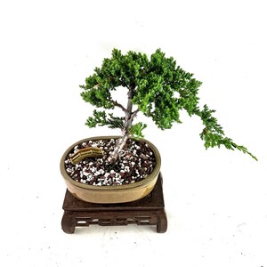 Juniper live Bonsai Tree in a 8&quot; Bonsai pot Juniperus procumbens nana outdoor plant Unique gift