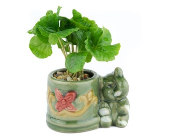 Elephant Glazed Green Planter Potted Plants, Animal Planter, Coffee, Parlor Palm, Hypoestes, Lucky Bamboo, Fern, Unique Gift