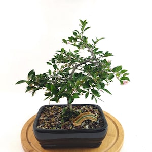 Live bonsai Barbados Cherry tree blossom pink flower fruit tree miniature cherries edible in a 7&quot; Bonsai pot, Housewarming unique gift