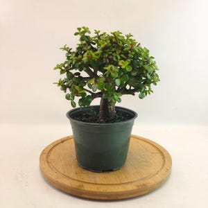May include: A small, green Jade plant in a dark green plastic pot, set on a round wooden tray. The plant has small, round, green leaves and reddish stems. The background is plain white.