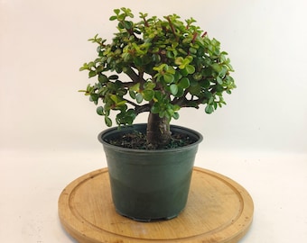 Dwarf Green Jade Pre-Bonsai – Portulacaria Afra in 6" Pot