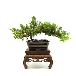 Juniper Bonsai Tree: Outdoor Procumbens Nana in Red Ceramic Pot