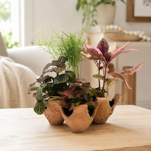 May include: A trio of small potted plants arranged in a textured, light brown, organic-shaped clay planter. The arrangement includes a tall, thin-leafed green plant, a plant with dark green leaves featuring white veins, and a plant with pinkish-purple leaves.