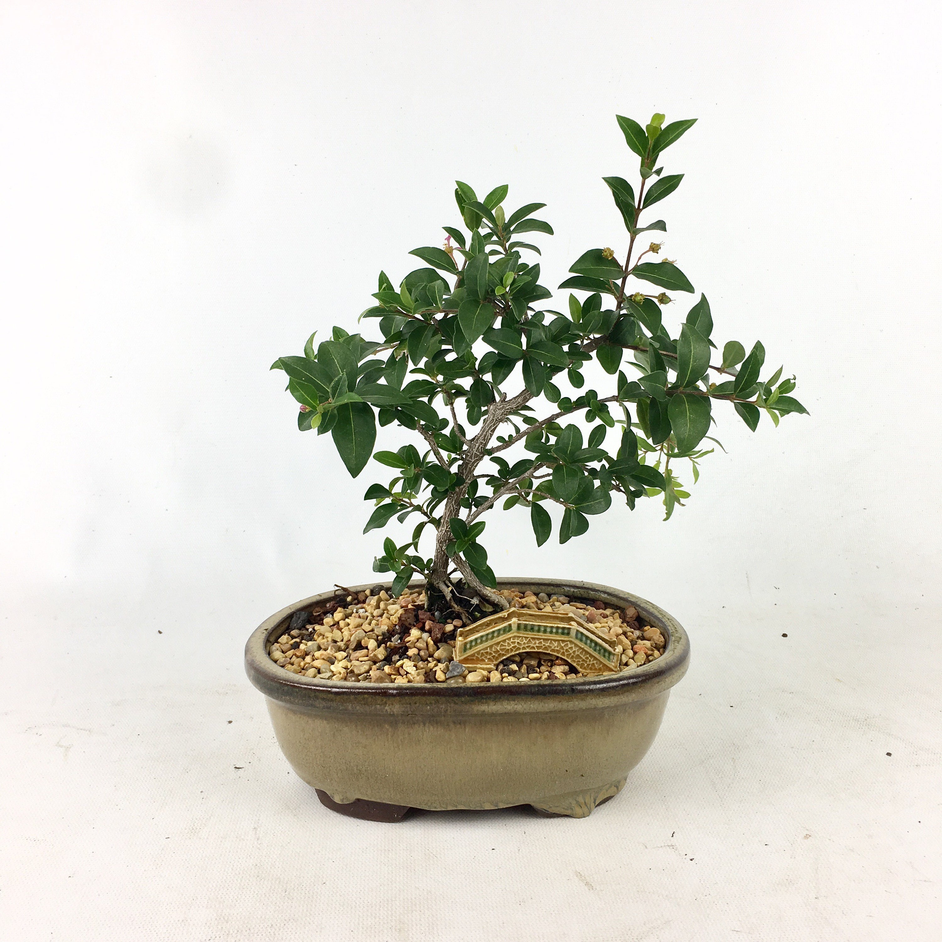 Live bonsai Barbados Cherry tree in a 6 Bonsai pot Etsy