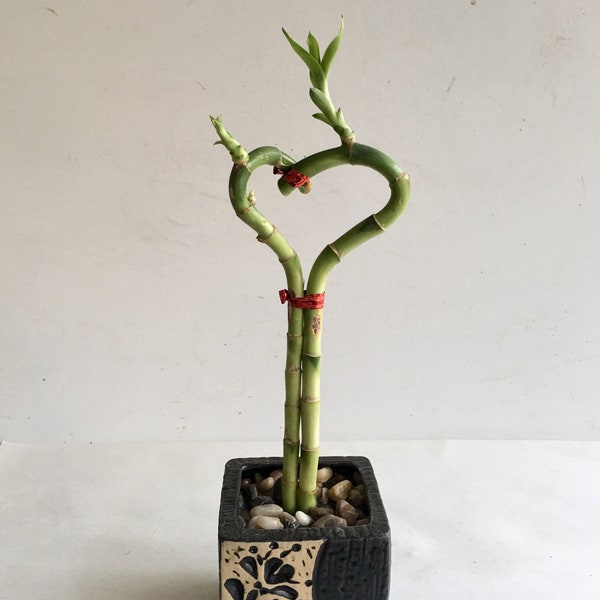 Indoor plant Heart Lucky Bamboo in a floral Pot, planter, wedding deco, Housewarming Unique birthday holiday gift