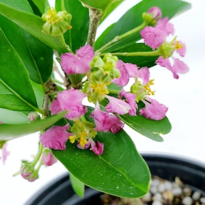 Acerola Barbados Cherry Live Pre-Bonsai in 6&quot; Pot - Malpighia Punicifolia bloom pink mini flowers, fruit tree with edible cherries
