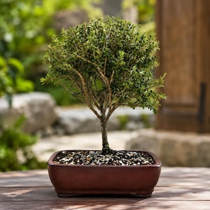 May include: A small bonsai tree with dense green foliage and a textured brown trunk, planted in a rectangular, dark reddish-brown ceramic pot filled with dark soil and small light-colored pebbles, showcasing a balanced and structured appearance.