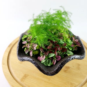 Handmade Floral Planter with House Plants: Lucky Bamboo, Fern, Polka Dot