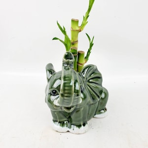 May include: A green ceramic elephant planter with a white base, holding a lucky bamboo plant. The elephant has detailed features and a glossy finish. The bamboo stalks are green with several leaves.