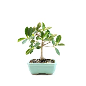 May include: A small bonsai tree in a light blue rectangular pot. The tree has a brown trunk and branches with small, vibrant green leaves. The pot is filled with small pebbles. The background is plain white.
