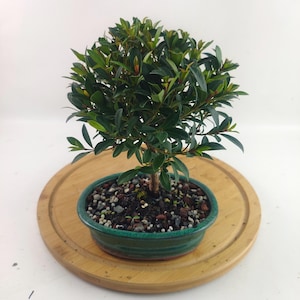 Syzygium Bonsai - Etsy