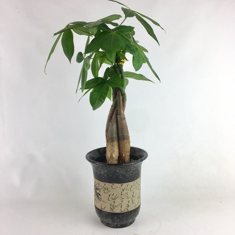 Money Tree Indoor Plant in a Pot With Bamboo Design Beautiful Etsy