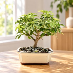 May include: A Schefflera arboricola bonsai tree with glossy, bright green, palmately compound leaves and a textured, woody trunk. The plant is potted in a rectangular, off-white ceramic container with a dark rim, filled with dark soil and small gray pebbles.