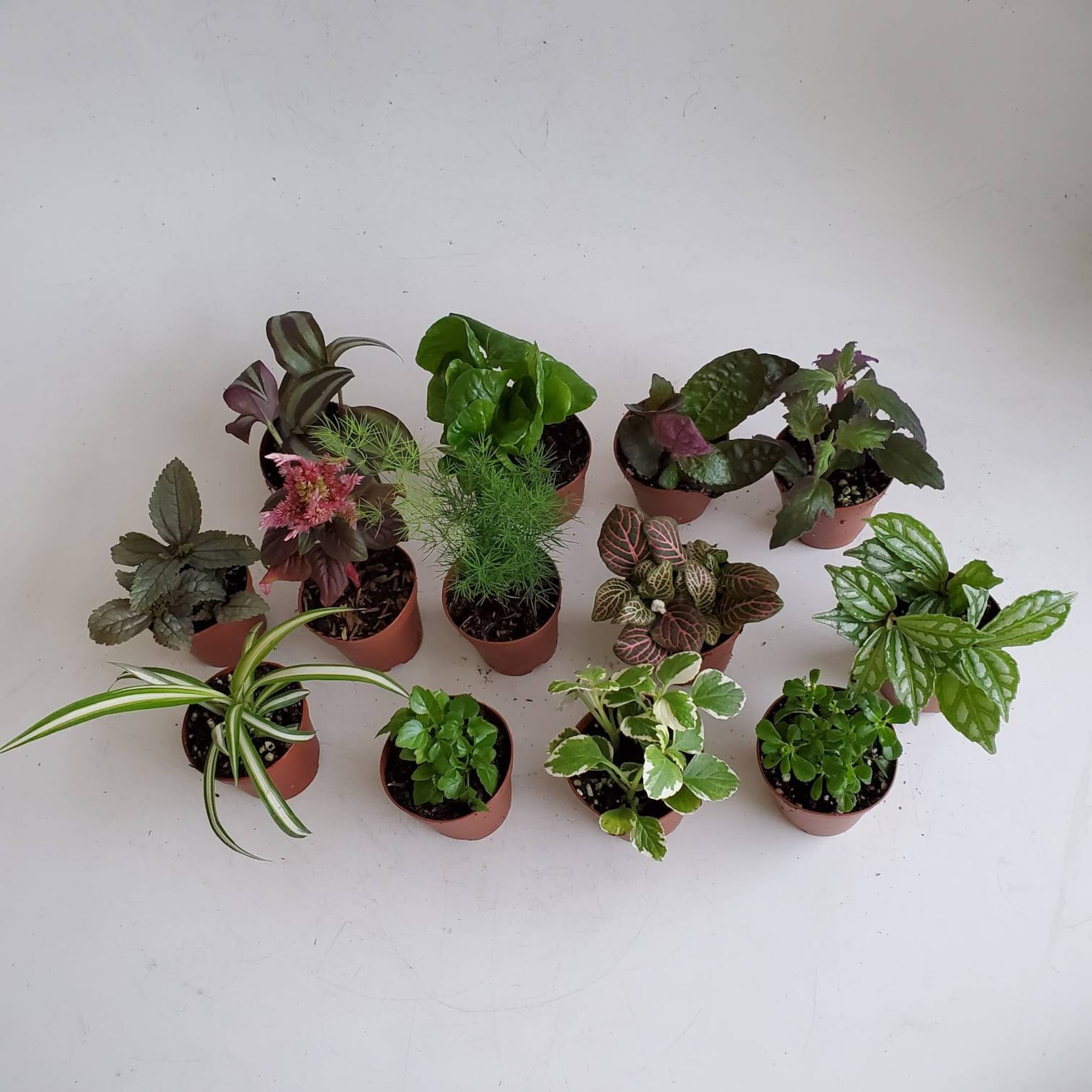 Indoor Plants Mini Foliage Assortment in 2 Pots Dish | Etsy