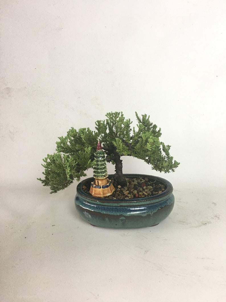 35+ Ideas For Juniper Bonsai Tree | Pink Wool
