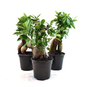 Ginseng Ficus Bonsai Tree: Beginner-Friendly Indoor Plant in 4" Pot