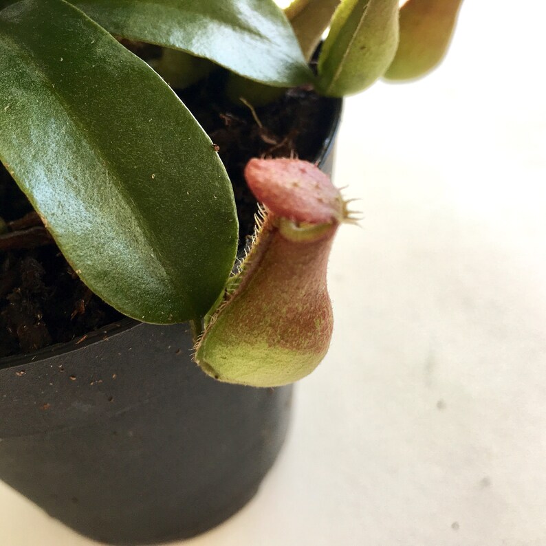 Carnivorous Asian Pitcher Plant Bugs Eater Nepenthes Alata