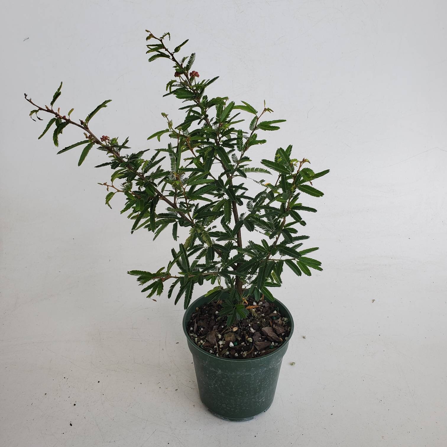 Bonsai live tree Powder Puff dwarf pink in 4 grow pot Etsy