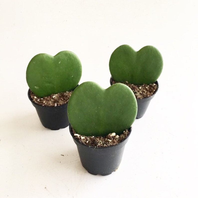 May include: Three small heart-shaped plants in black pots. The plants have green leaves and are sitting on a white surface.
