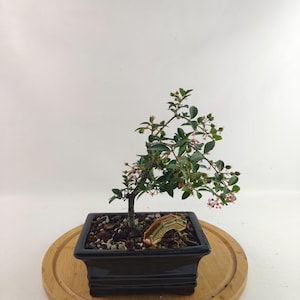 Live bonsai Barbados Cherry tree blossom pink flower fruit tree miniature cherries edible in a 6&quot; Bonsai pot, Housewarming unique gift