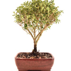 May include: A small bonsai tree in a reddish-brown rectangular pot. The tree has a light brown trunk and branches with green and white leaves. The pot is filled with dark soil and small pebbles. The background is plain white.