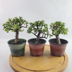 Dwarf Variegated White Jade Pre-Bonsai - 4" Pot - Live Succulent