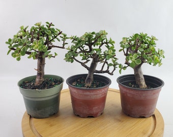Dwarf Variegated White Jade Pre-Bonsai - 4" Pot - Live Succulent