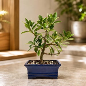 Green Island Ficus Bonsai Tree in 6" Ceramic Pot: Live Indoor Plan