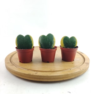 Variegated Hoya Kerrii Heart Succulent: Live Indoor Plant